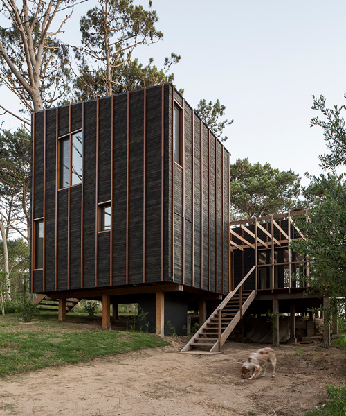 fram arquitectos y delfina riverti elevan casa de madera dentro del bosque uruguayo