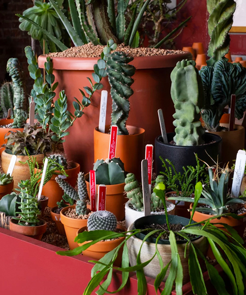 tula abre un 'oasis vegetal' dedicado a los cactus y las suculentas en nueva york
