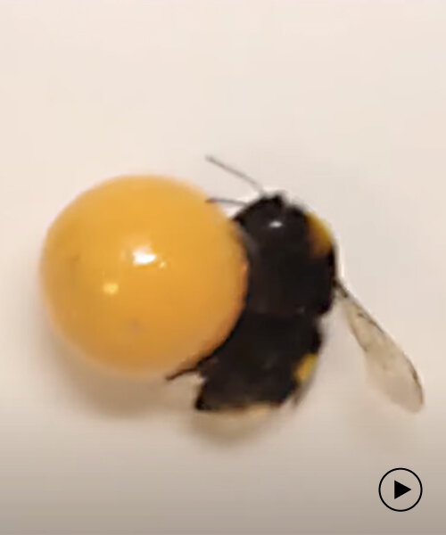 Los abejorros pueden 'jugar' como animales, según muestra un nuevo estudio