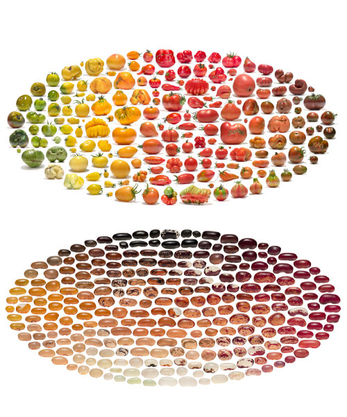 uli westphal captura el colorido espectro de la diversidad de cultivos