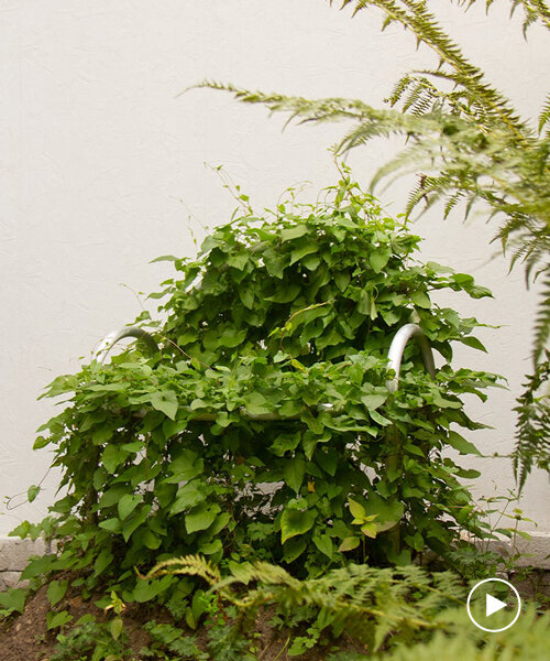 las plantas invasoras ipomea purpurea son entrenadas para torcerse y florecer en un diseño de silla adaptado al clima
