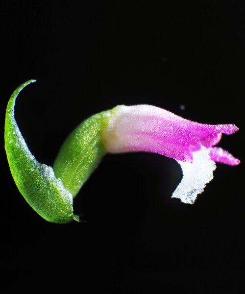 una nueva especie de orquídea rosa descubierta en japón brota como etéreas formaciones de cristal