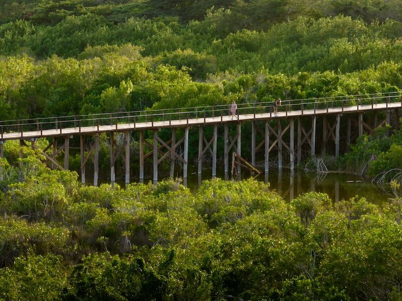 el muelle de madera de c733 flota sobre la laguna y el manglar de bacalar en méxico