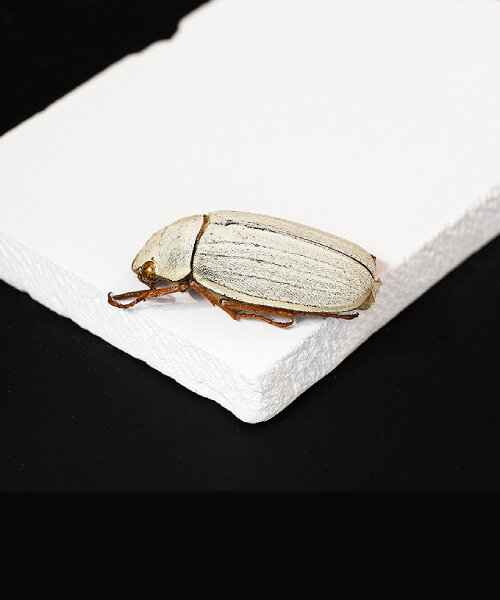 investigadores desarrollan baldosas cerámicas que imitan la blancura del escarabajo para desviar el calor